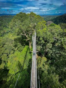 borneo canopy walk Brunei jungle