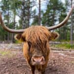 Aviemore highland cow