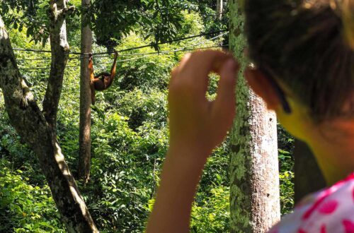 Watching Orangutans in Sepilok