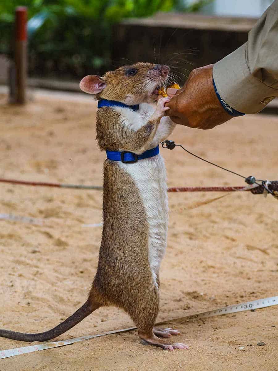 Seim Reip Rats Top Things To Do In Siem Reap With Kids (besides Angkor Wat) In 2025 ...