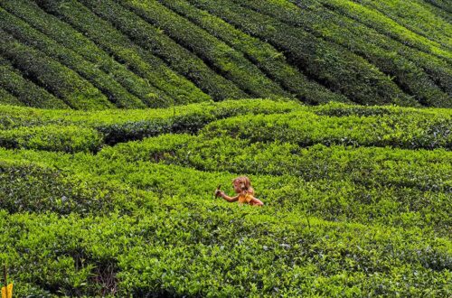Malaysia tea plantation with kids