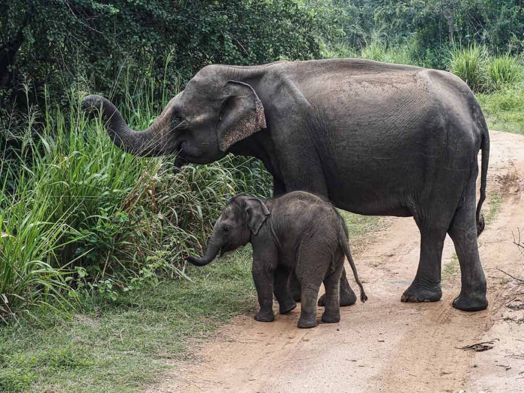 baby elephant in Sri Lanka