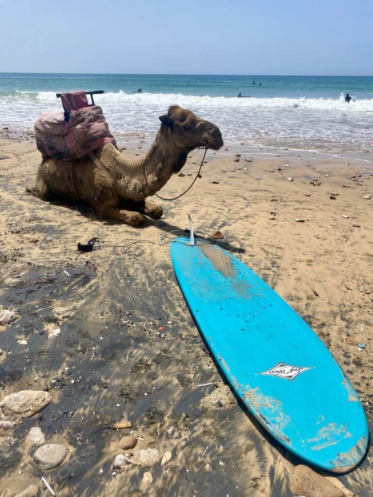Camels on the beaching Morocco