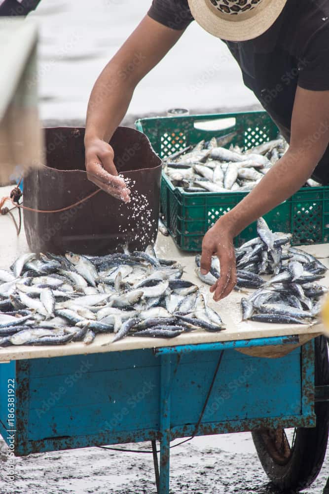 fish market Essaouira morocco catch selling fish shark, swordfish, sardine and hors mackerel, crap and work on boats