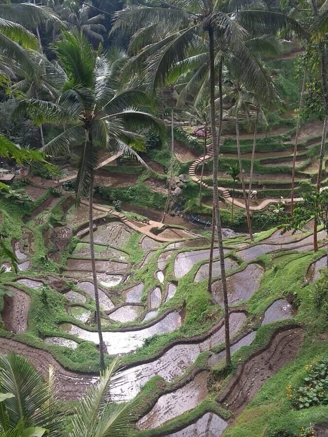 rice fields edited